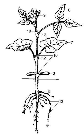 Plant Description diagram