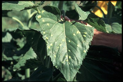 FIGURE 2 – Chlorotic lesion on upper surface of leaf