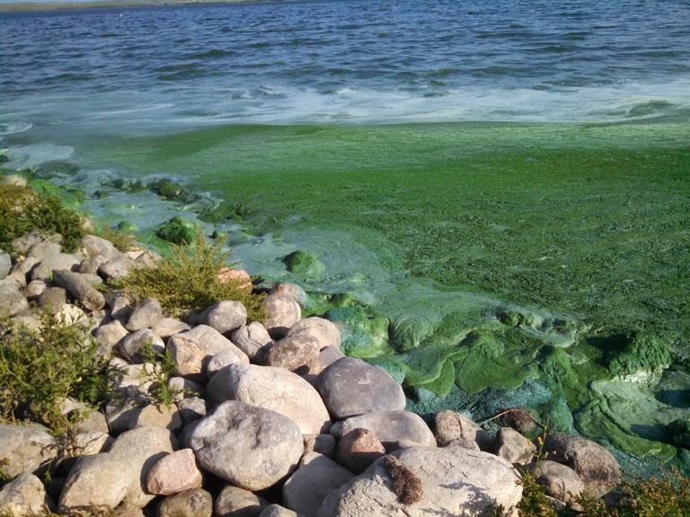 Eutrophication (algal blooms) in Big Mallard Marsh.