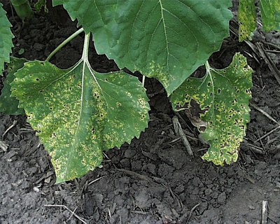FIGURE 4 – Yellow leaf spots with little necrosis on resistant cultivar