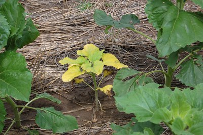 Figure 1 - Young plant infected systemically; note bright yellow chlorosis and stunting