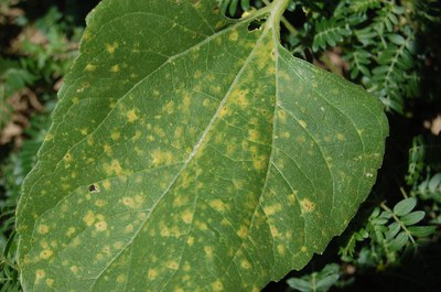 FIGURE 1 – Multiple leaf spots surrounded by yellow halos