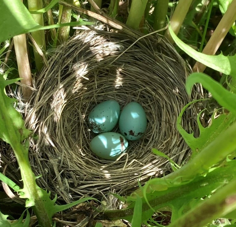 Three tiny, blue-green chipping sparrow eggs, with black splotches on the wide ends, rest in a grass nest woven into the whorl of a large dandelion plant.