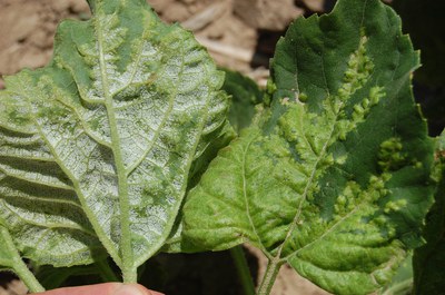 FIGURE 2 – Underside (left) and upperside (right) of leaf with systemic infection