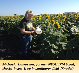 Michaela Halvorson, former NDSU IPM Scout, checks insect trap in sunflower field (Knodel)