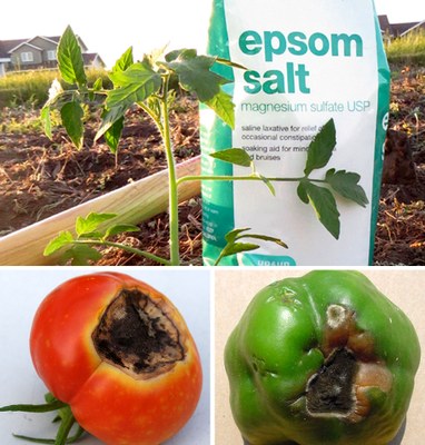 Epsom Salt Does Not Prevent Blossom End Rot