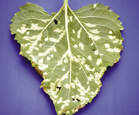 FIGURE 1 – White sporulation on underside of leaf