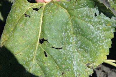 FIGURE 2 – White spots forming on mature leaf (brown spots are rust)