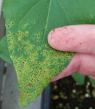 FIGURE 2 – Uredinia surrounded by yellow halos; note spores on finger