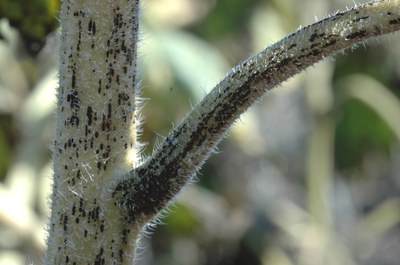 FIGURE 3 – Pustules on stem and petiole (L) and bracts (R)