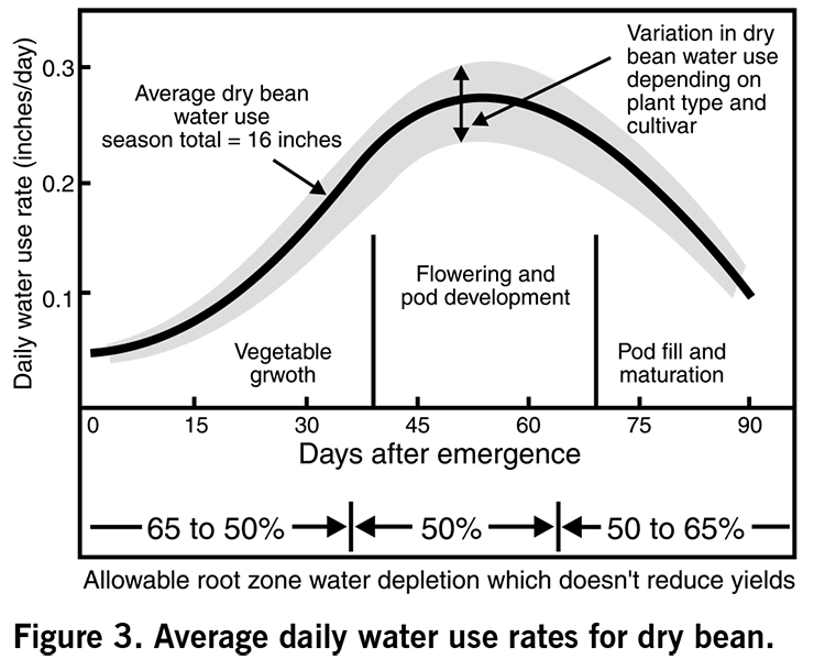 Figure 3. Average daily water use rates for dry bean.