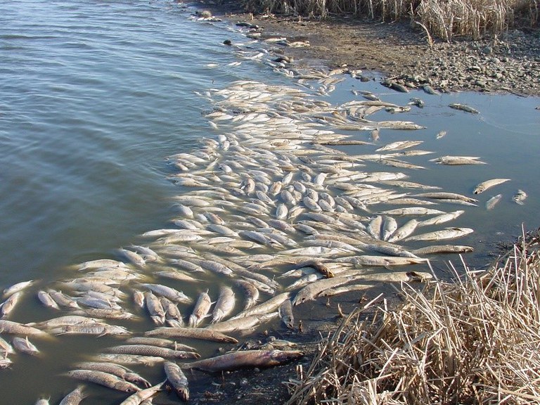 A fish kill in North Dakota