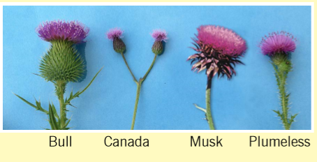 Flower examples of the most common thistles in North Dakota