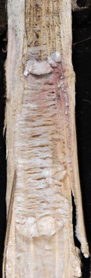 FIGURE 2 – Pink streaks caused by Fusarium spp., associated with black microsclerotia of M. phaseolina (Charcoal rot)