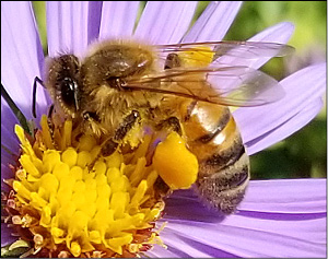 Figure 6. Honey bee collecting pollen from aster flower. Note the pollen basket on its hind legs. 