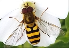 Figure 3. Hover fly. 