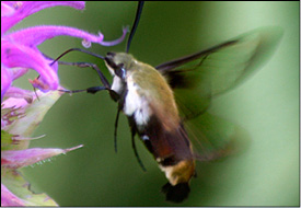 Figure 5. Hummingbird clearwing moth.