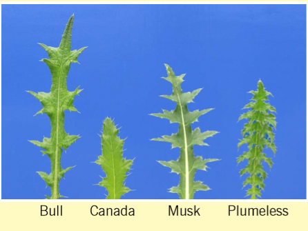 Leaf examples of the most common thistles in North Dakota