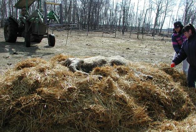 Figure 3. This is a step-by-step look at the composting pile construction procedure: laying the straw base and measuring the perimeter after laying carcass,