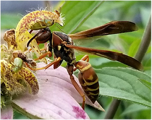Figure 7. Paper wasp. Note the waist between the thorax and abdomen.