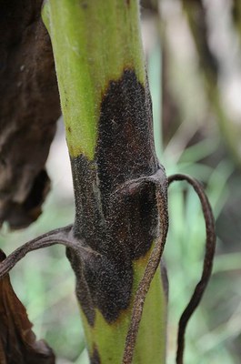 FIGURE 1 – Phoma lesions centered on petioles
