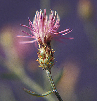 Diffuse knapweed flower with spiny bracts
