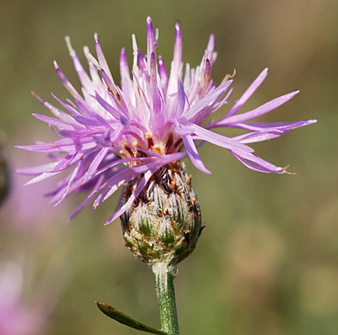 Spotted knapweed flower with black bracts