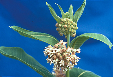 Common milkweed flower