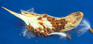 Common milkweed pod
