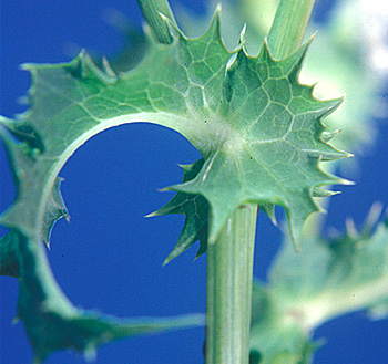 Spiny sowthistle