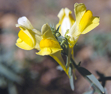 Yellow toadflax flowers have orange throats