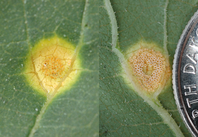 FIGURE 1 – Pycnia (L) on upper side of leaf and Aecia (R) opposite pycnia on underside of leaf