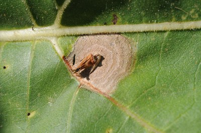 FIGURE 1 – Leaf lesion caused by Sclerotinia infected flower