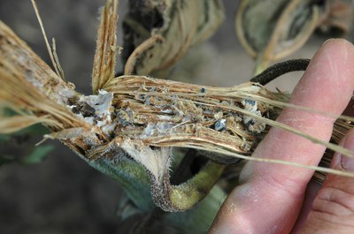 FIGURE 4 – Abundant small black sclerotia in a shredded stem