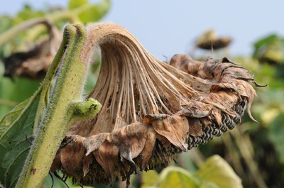 FIGURE 3 – A shredded sunflower with sclerotia