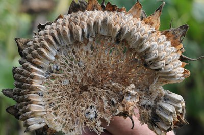 FIGURE 4 – White mycelium and black sclerotia on the face of a skeletonized sunflower head