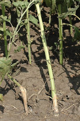 FIGURE 2 – Lodging and shredding (left plant only) caused by Sclerotinia wilt