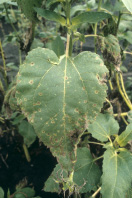 FIGURE 2 – Mature lesions of Septoria leaf spot