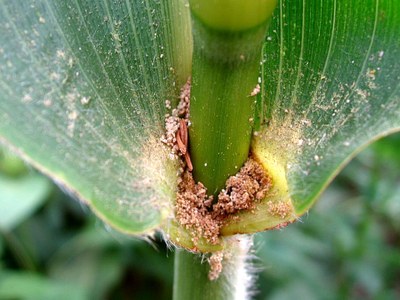 Sweet Corn Pests