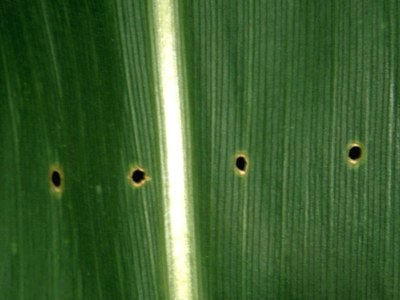 Sweet Corn Pests