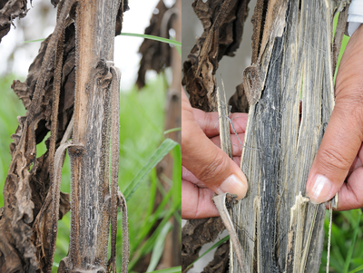 FIGURE 4 – External Verticillium lesion on lower stem (L) and shrunken and blackened pith (R)
