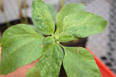 FIGURE 1 – Greenhouse-inoculated seedlings showing small, yellow spots (NMRV?)