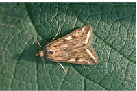 Figure 70. Alfalfa webworm adult