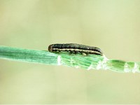 Figure 53. Armyworm larva