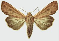 Figure 54. Armyworm adult 