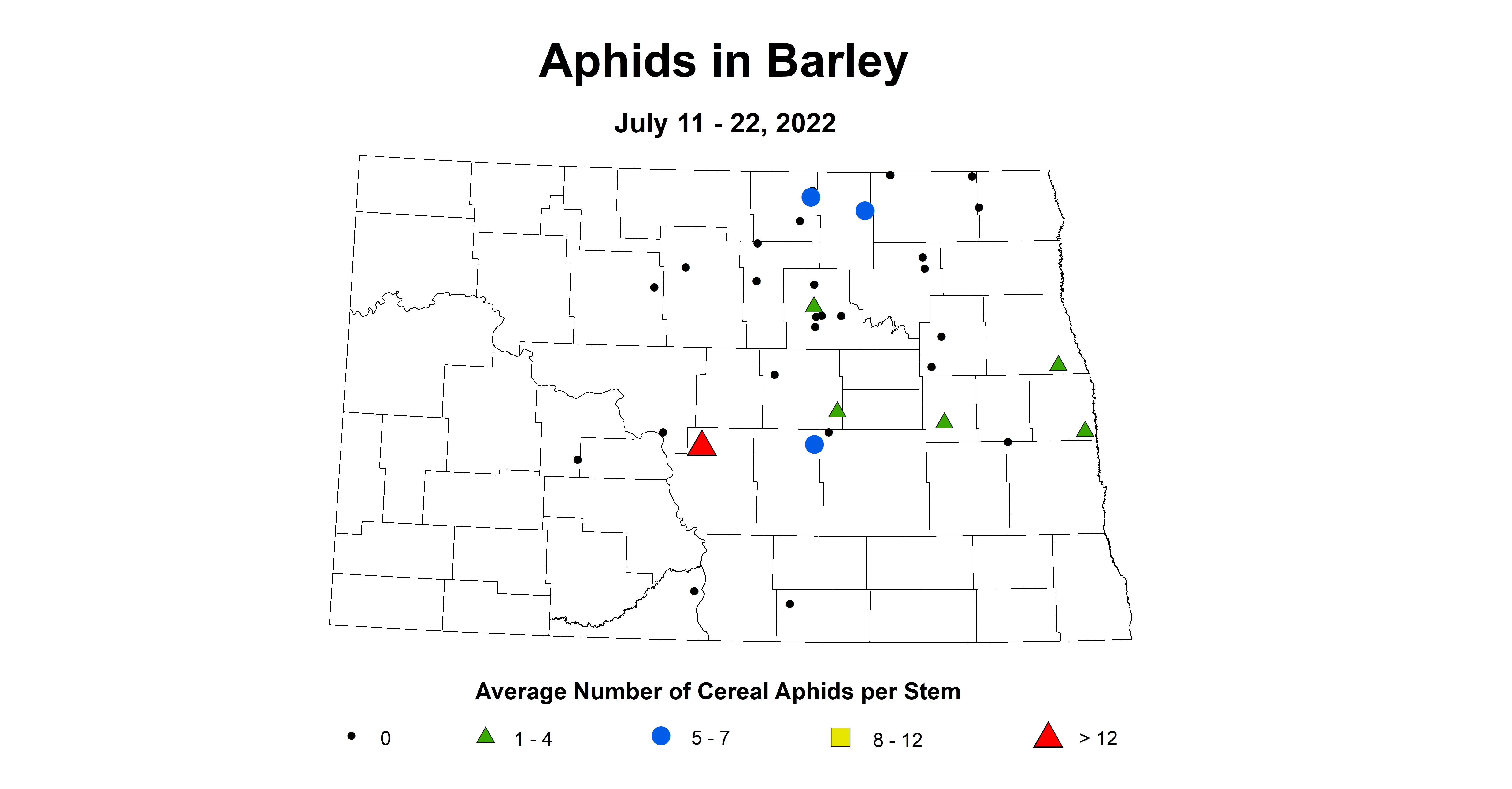 barley aphids 2022-7.11-7.22