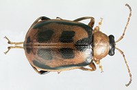 Figure 55. Bean leaf beetle adult