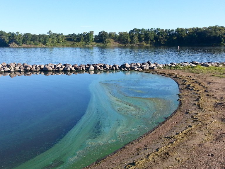 cyanobacteria, widely known as blue-green algae