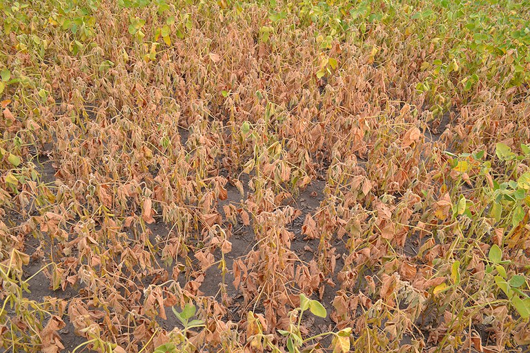 FIGURE 2 – Patch of wilting soybeans
