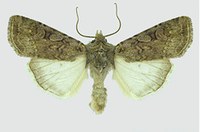 Figure 57. Darksided cutworm adult